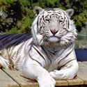 (15)White Tiger 9